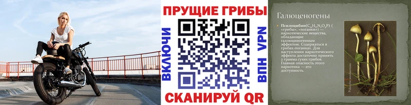 KRAKEN как войти  Нурлат  Псилоцибиновые грибы GOLDEN TEACHER  как найти закладки 